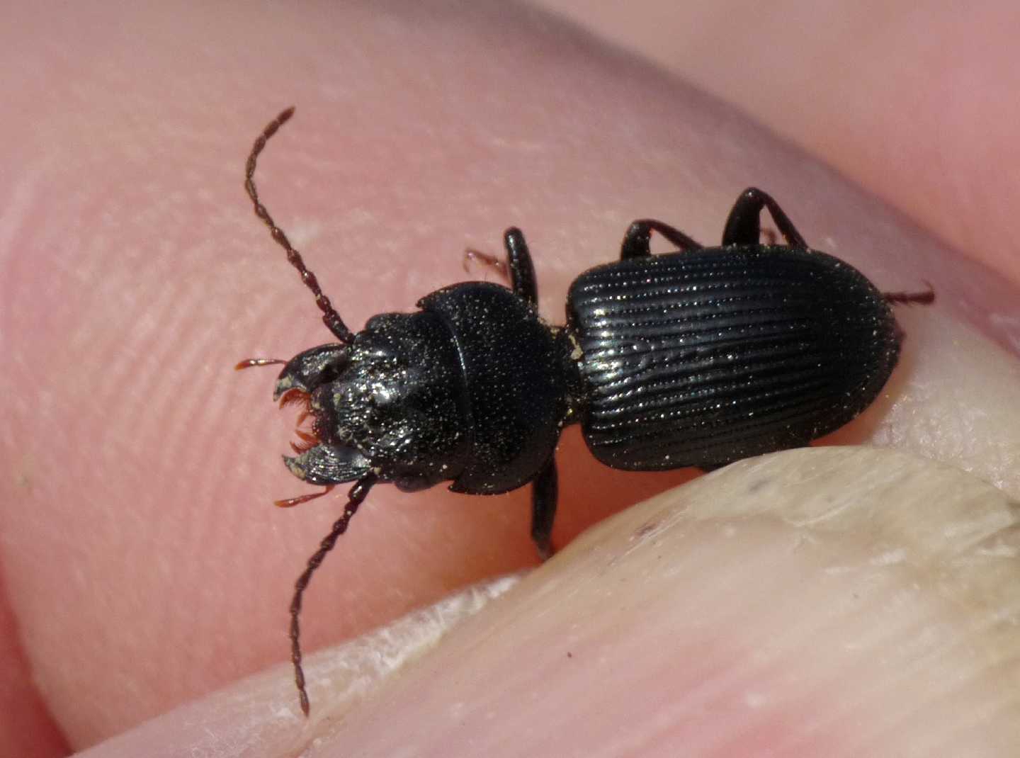 Ditomus clypeatus